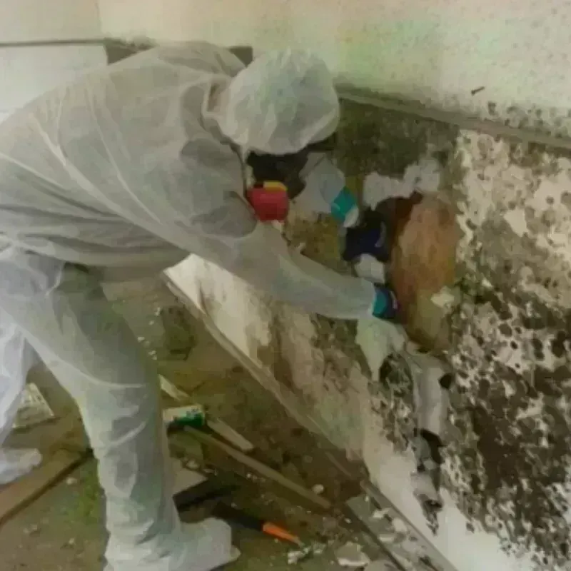 Mold Remediation and Removal in Kitty Hawk, NC